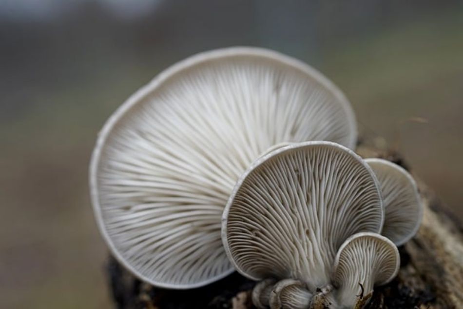 Pleurotus Ostreatus: Der Austernpilz von Naturnext